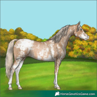Horse Color:Chocolate Palomino Pearl Sabino Appaloosa Rabicano  and Chocolate Palomino Pearl Sabino Appaloosa Rabicano 
