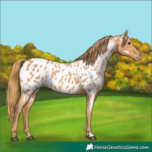 Horse Color:Chestnut Appaloosa 