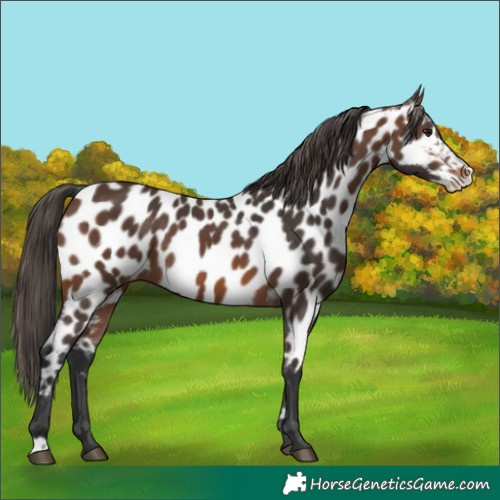 Horse Color:Brown Frame Appaloosa 