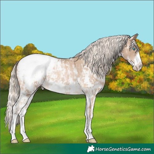 Horse Color:Chocolate Palomino Pearl Sabino Appaloosa Rabicano  and Chocolate Palomino Pearl Sabino Frame Appaloosa Rabicano 