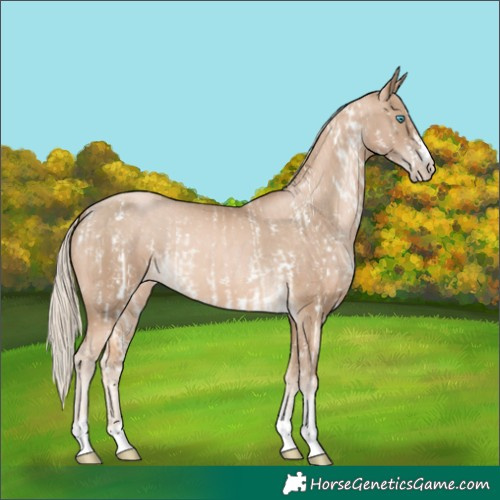 Horse Color:Chocolate Palomino Pearl Sabino Appaloosa Rabicano and Chocolate Palomino Pearl Tobiano Appaloosa Rabicano