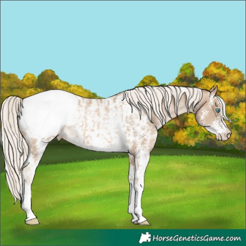 Horse Color:Chocolate Palomino Pearl Sabino Appaloosa Rabicano  and Chocolate Palomino Pearl Sabino Appaloosa Rabicano 