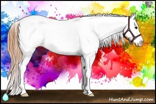 Horse Color:White Spotted Buckskin Ice Splash Varnish