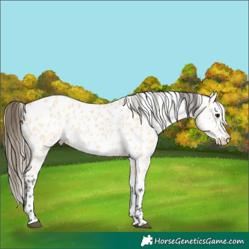 Horse Color:Buckskin Leopard 