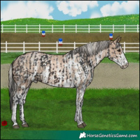 Horse Color:Brown Tobiano Rabicano  and Chocolate Palomino Pearl Sabino Appaloosa Rabicano 