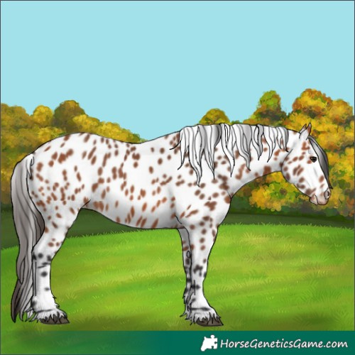 Horse Color:Bay Leopard 