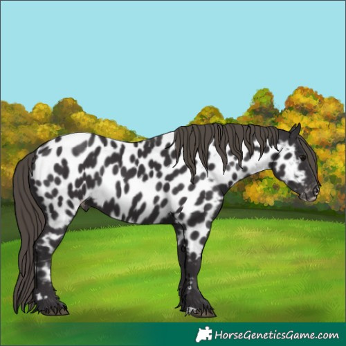 Horse Color:Smoky Black Appaloosa 