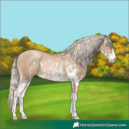 Horse Color:Chocolate Palomino Pearl Sabino Appaloosa Rabicano  and Chocolate Palomino Pearl Sabino Appaloosa Rabicano 
