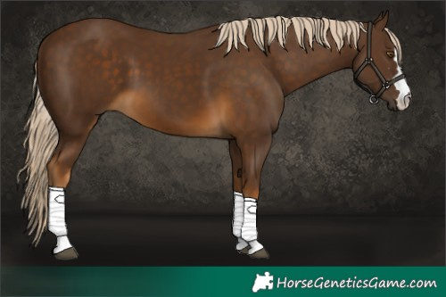 Horse Color:Chocolate Palomino