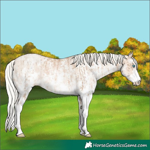 Horse Color:Chocolate Palomino Pearl Sabino Appaloosa Rabicano  and Gold Cream Champagne Pearl Sabino Appaloosa Rabicano 