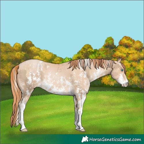 Horse Color:Chocolate Palomino Pearl Sabino Varnish Rabicano  and Buckskin Pearl Sabino Varnish Rabicano 