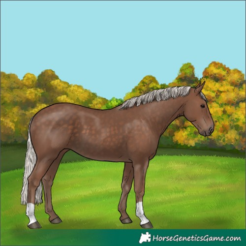 Horse Color:Silver Black