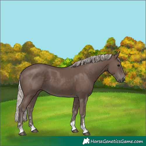 Horse Color:Silver Black
