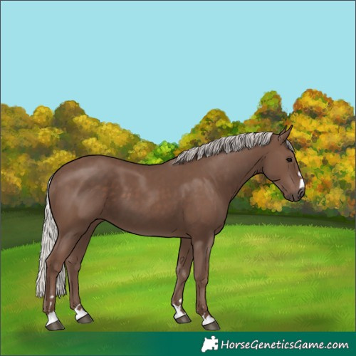 Horse Color:Silver Black