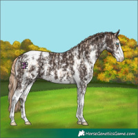 Horse Color:Chocolate Palomino Pearl Sabino Varnish Rabicano and Liver Chestnut Sabino Varnish Rabicano