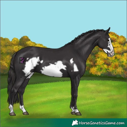 Horse Color:Smoky Black Frame