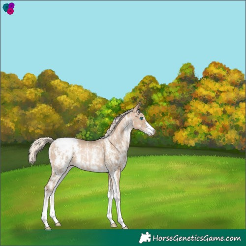 Horse Color:Chocolate Palomino Pearl Sabino Appaloosa Rabicano  and Chocolate Palomino Pearl Sabino Appaloosa Rabicano 