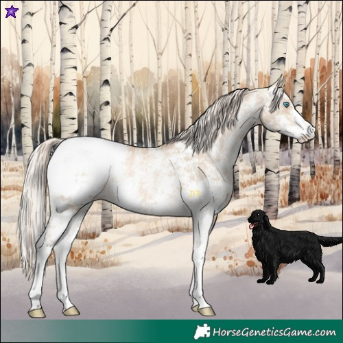 Horse Color:Chocolate Palomino Pearl Dun Sabino Snowcap Rabicano and Chocolate Palomino Pearl Dun Sabino Snowcap Rabicano