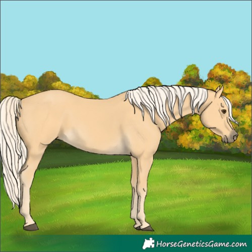 Horse Color:Palomino