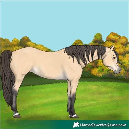 Horse Color:Buckskin 