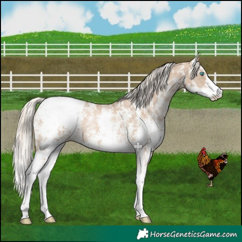 Horse Color:Chocolate Palomino Pearl Sabino Appaloosa Rabicano  and Chocolate Palomino Pearl Sabino Appaloosa Rabicano 