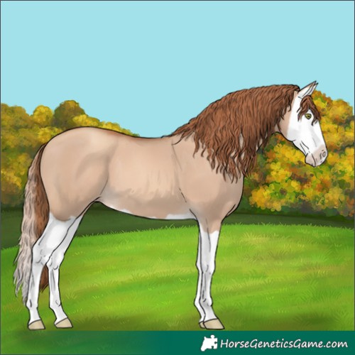 Horse Color:Gold Champagne Dun Splash