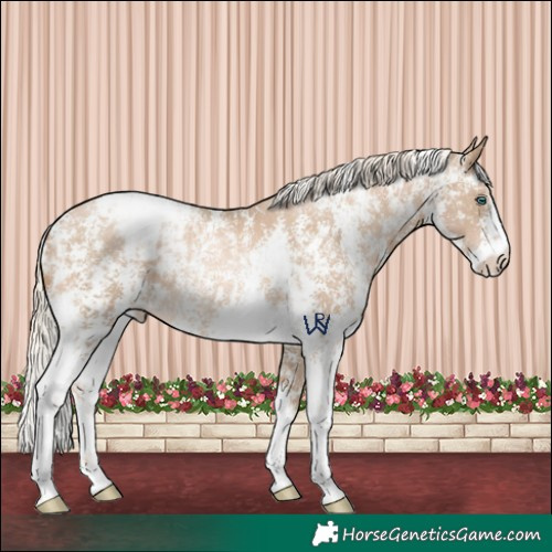 Horse Color:Chocolate Palomino Pearl Sabino Appaloosa Rabicano  and Chocolate Palomino Pearl Sabino Appaloosa Rabicano 