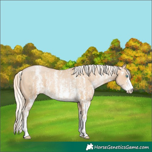 Horse Color:Chocolate Palomino Pearl Dun Sabino Varnish Rabicano and Silver Buckskin Pearl Sabino Varnish Rabicano