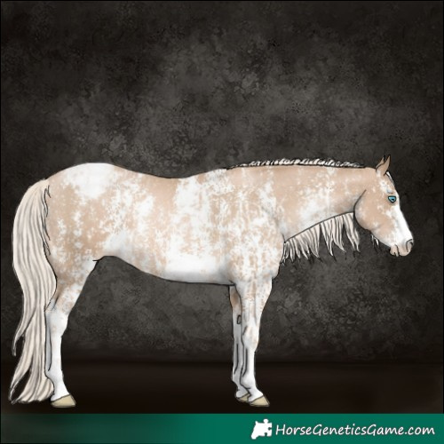 Horse Color:Chocolate Palomino Pearl Sabino Appaloosa Rabicano and Chocolate Palomino Pearl Sabino Appaloosa Rabicano