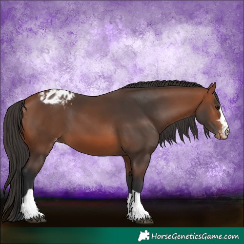 Horse Color:Bay Blanket 
