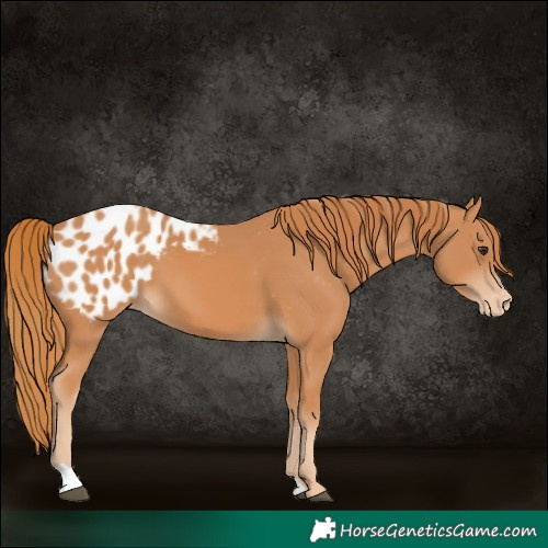 Horse Color:Chestnut Blanket 