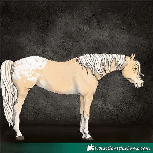 Horse Color:Palomino Blanket