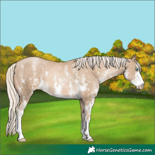 Horse Color:Chocolate Palomino Pearl Sabino Appaloosa Rabicano  and Liver Chestnut Snowdrop Pearl Sabino Appaloosa Rabicano 