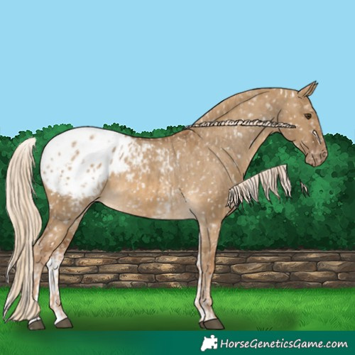 Horse Color:Chocolate Palomino Dun Appaloosa  and White Spotted Chocolate Palomino Dun Appaloosa 