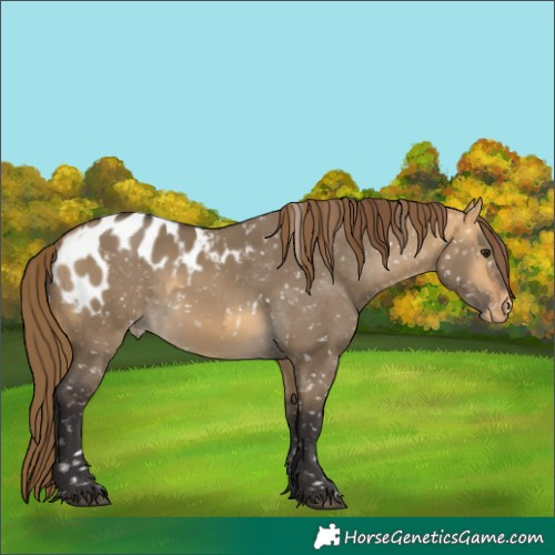 Horse Color:Buckskin Dun Appaloosa  and Buckskin Dun Appaloosa 
