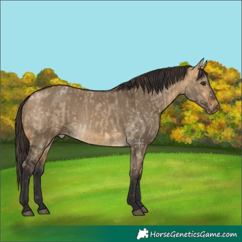Horse Color:Unknown 