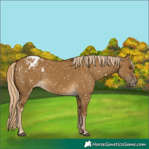 Horse Color:Chocolate Palomino Dun Appaloosa  and Chocolate Palomino Dun Appaloosa 