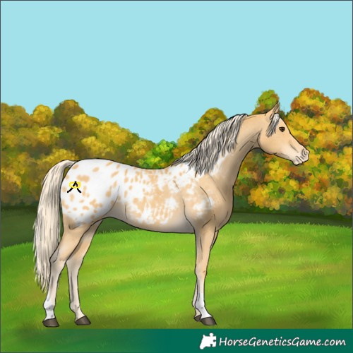 Horse Color:Palomino Appaloosa 