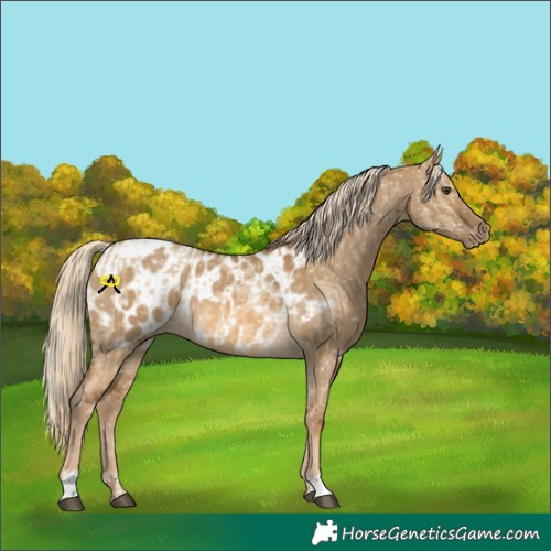Horse Color:Chocolate Palomino Dun Blanket and Chocolate Palomino Dun Near Leopard