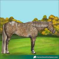 Horse Color:Buckskin Dun Snowflake Varnish and Chocolate Palomino Dun Snowflake Varnish