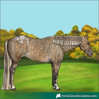 Horse Color:Buckskin Dun Appaloosa and Chocolate Palomino Dun Appaloosa