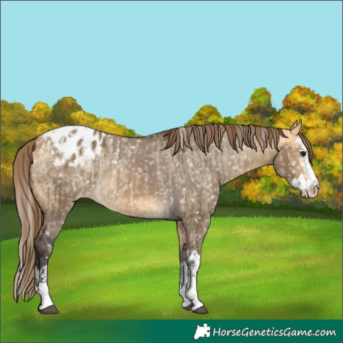 Horse Color:Buckskin Dun Blanket  and Buckskin Dun Splash Blanket 