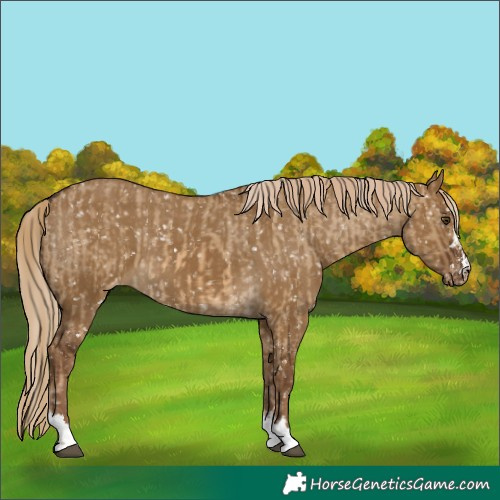Horse Color:Chocolate Palomino Dun Appaloosa and Gray Chocolate Palomino Dun Appaloosa