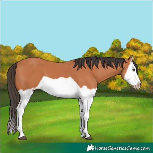 Horse Color:Bay Splash Frame