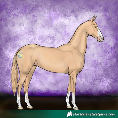 Horse Color:Gold Champagne 