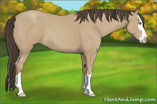 Horse Color:Amber Cream Champagne Roan Splash 
