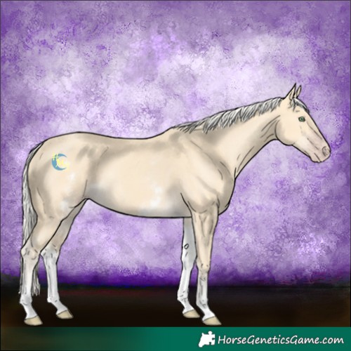Horse Color:White Spotted Gold Cream Champagne 