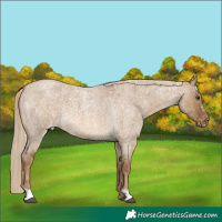 Horse Color:Chocolate Palomino Roan Dun Appaloosa  and Chocolate Palomino Roan Dun Appaloosa Rabicano 