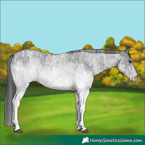 Horse Color:White Spotted Blue Roan Rabicano and White Spotted Blue Roan Rabicano