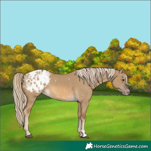 Horse Color:Chocolate Palomino Dun Appaloosa  and Chocolate Palomino Dun Appaloosa 